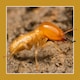 image 5 of Soluguard Woodworm Treatment (1x5L Clear & Sprayer) Ready for Use Woodworm Killer Spray