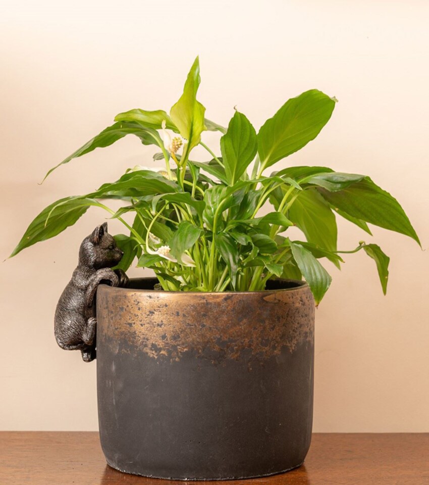 image 1 of Cat Plant Pot Hanger - L11.5 x W5 x H5.5 cm | Black