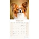 image 3 of Papillon 2026 Calendar | Square Wall Calendar | Dog Breed Gift | Plastic Free Packaging | by Avonside Publishing