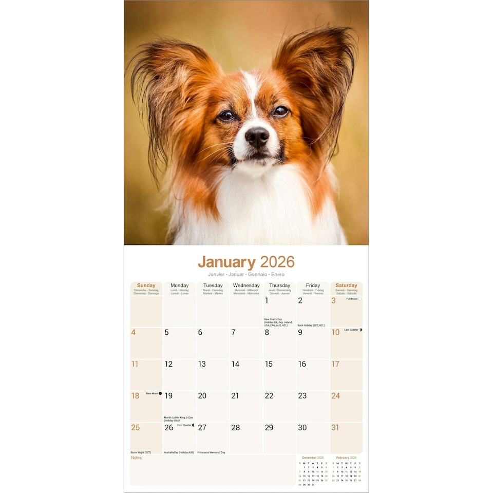 image 1 of Papillon 2026 Calendar | Square Wall Calendar | Dog Breed Gift | Plastic Free Packaging | by Avonside Publishing