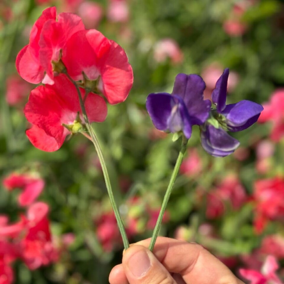image 1 of Pink Sweet Pea Geranium - Salmon-Pink Spencer Type - Vigorous Growth Great for Cutting - Thompson & Morgan