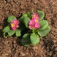 image 3 of Strulch Organic Garden Mulch