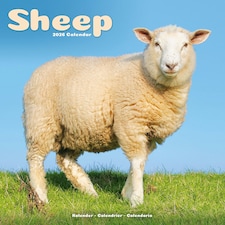 Sheep 2026 Calendar | Square Wall Calendar | Farm Animal Gift | Plastic Free Packaging | by Avonside Publishing