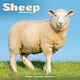 image 1 of Sheep 2026 Calendar | Square Wall Calendar | Farm Animal Gift | Plastic Free Packaging | by Avonside Publishing