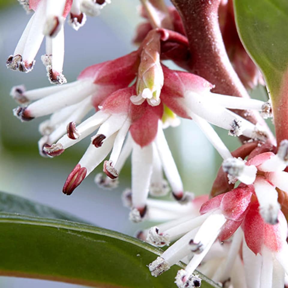 image 1 of Sarcococca hookeriana 'Winter Gem' plant in 15cm pot hardy Evergreen