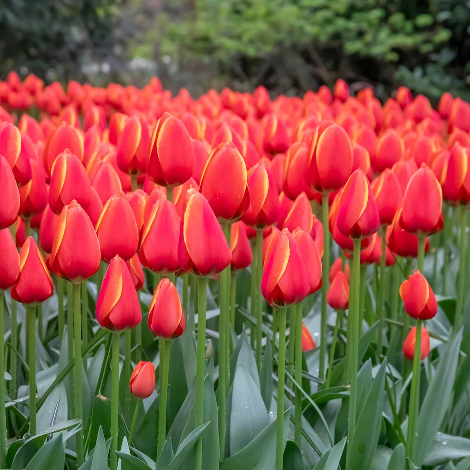 image 1 of Marshalls Garden Tulip Bulbs 'Worlds Favourite' 10 bulbs
