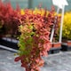 image 4 of Marshalls Garden Berberis 'Orange Rocket' 3 x 9cm
