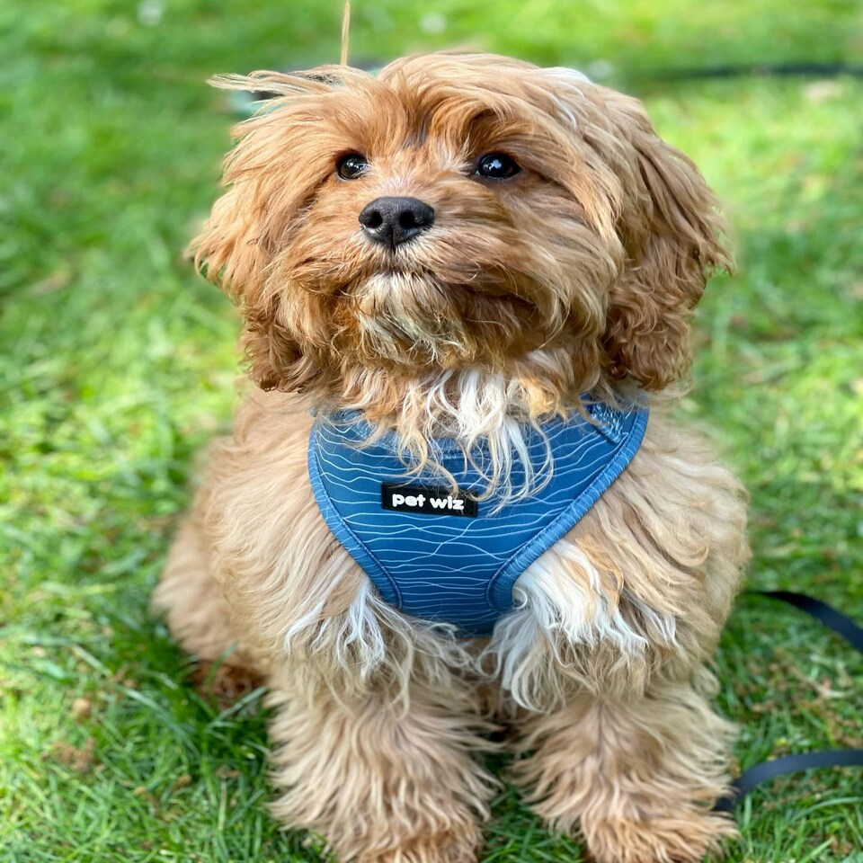image 1 of Pawfect Waves - Harness - Medium
