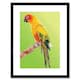 image 1 of Sun Conure Parrot Bird Graphic Colourful Animal Lover 9x7" Black Framed Wall Art Print