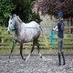 image 3 of Shires Fleece Lined Lunge Cavesson Blue | Size: Cob
Colour: Navy Blue