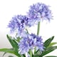 image 2 of Blue Flower Plant Plants Agapanthus  90cm