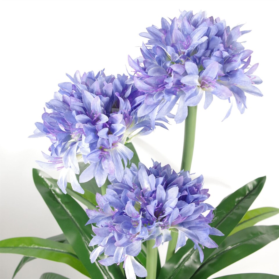 image 1 of Blue Flower Plant Plants Agapanthus  90cm