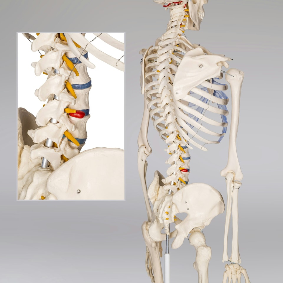 image 1 of Skeleton - life-sized human skeletal system, with mobile stand, anatomy poster