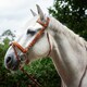 image 3 of Gallop Equestrian Comfort Bridle + Rubber Reins Brown | Size: Full
Colour: Tan