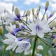 image 4 of Marshalls Garden Agapanthus 'Twister' - Bicolour Blue & White Perennial 2 litre