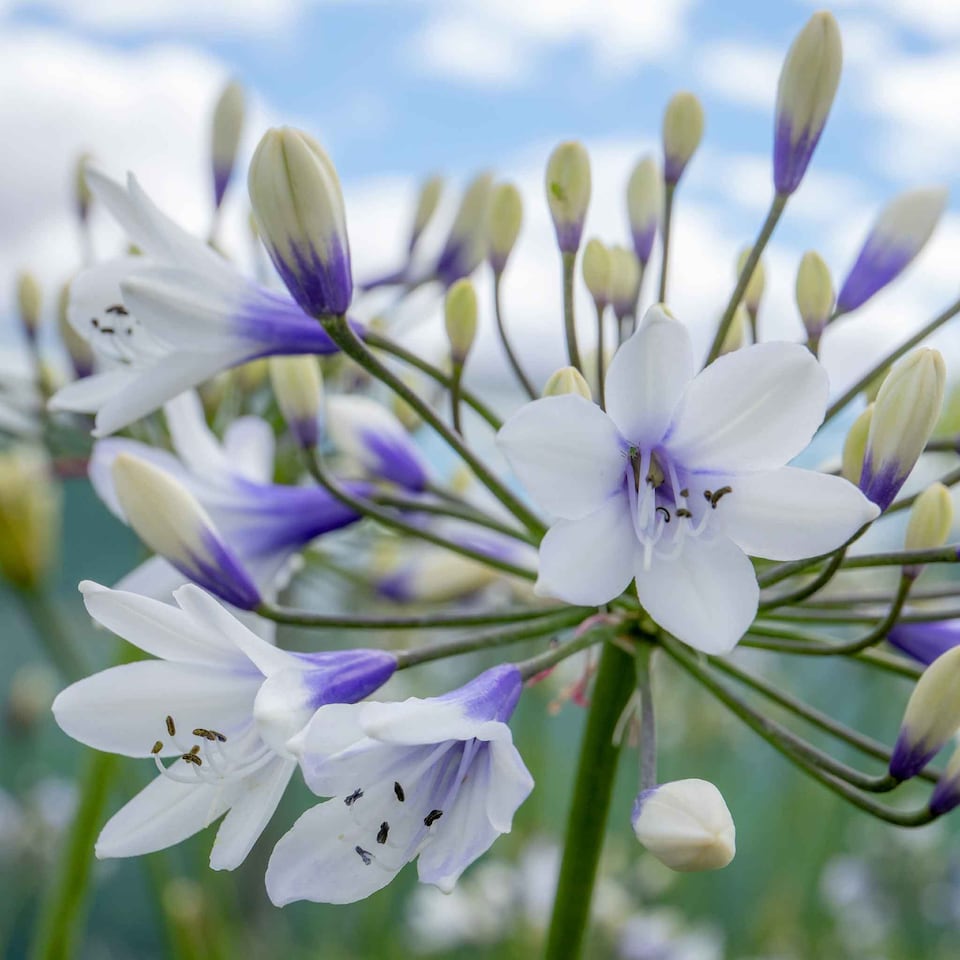 image 1 of Marshalls Garden Agapanthus 'Twister' - Bicolour Blue & White Perennial 2 litre