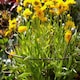 image 3 of Pack of 2 Tom Chambers Herbaceous Bare Rusted Steel Garden Plant Support Medium 54cm x 40cm