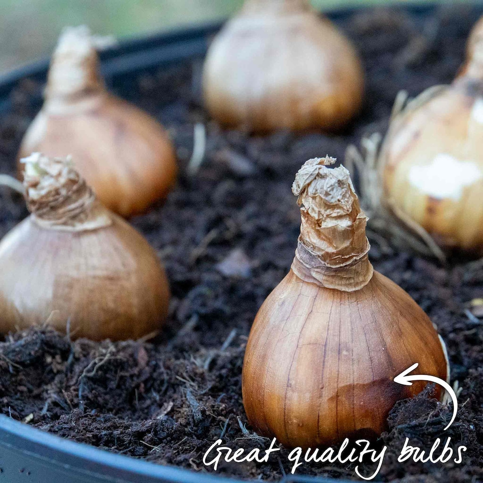 image 1 of Marshalls Garden Daffodil Bulbs 'Yellow Cheerfulness' 10 Pack Double Fragrant Yellow