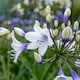 image 7 of Marshalls Garden Agapanthus 'Twister' - Bicolour Blue & White Perennial 2 litre