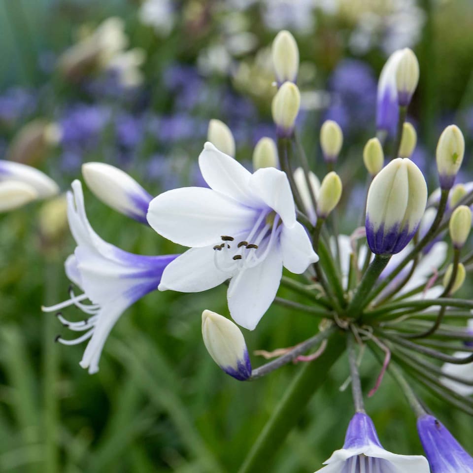 image 1 of Marshalls Garden Agapanthus 'Twister' - Bicolour Blue & White Perennial 2 litre