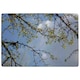 image 1 of Tree Branches & Sky Rug Blue | S