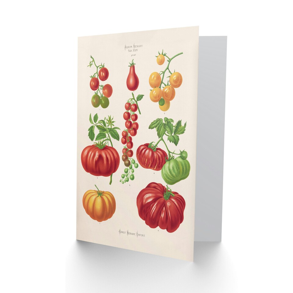 image 1 of Ernst Benary Art Card Tomatoes or Love Apples Vintage Botanical
