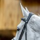 image 8 of LeMieux Grackle Bridle Black | Cob