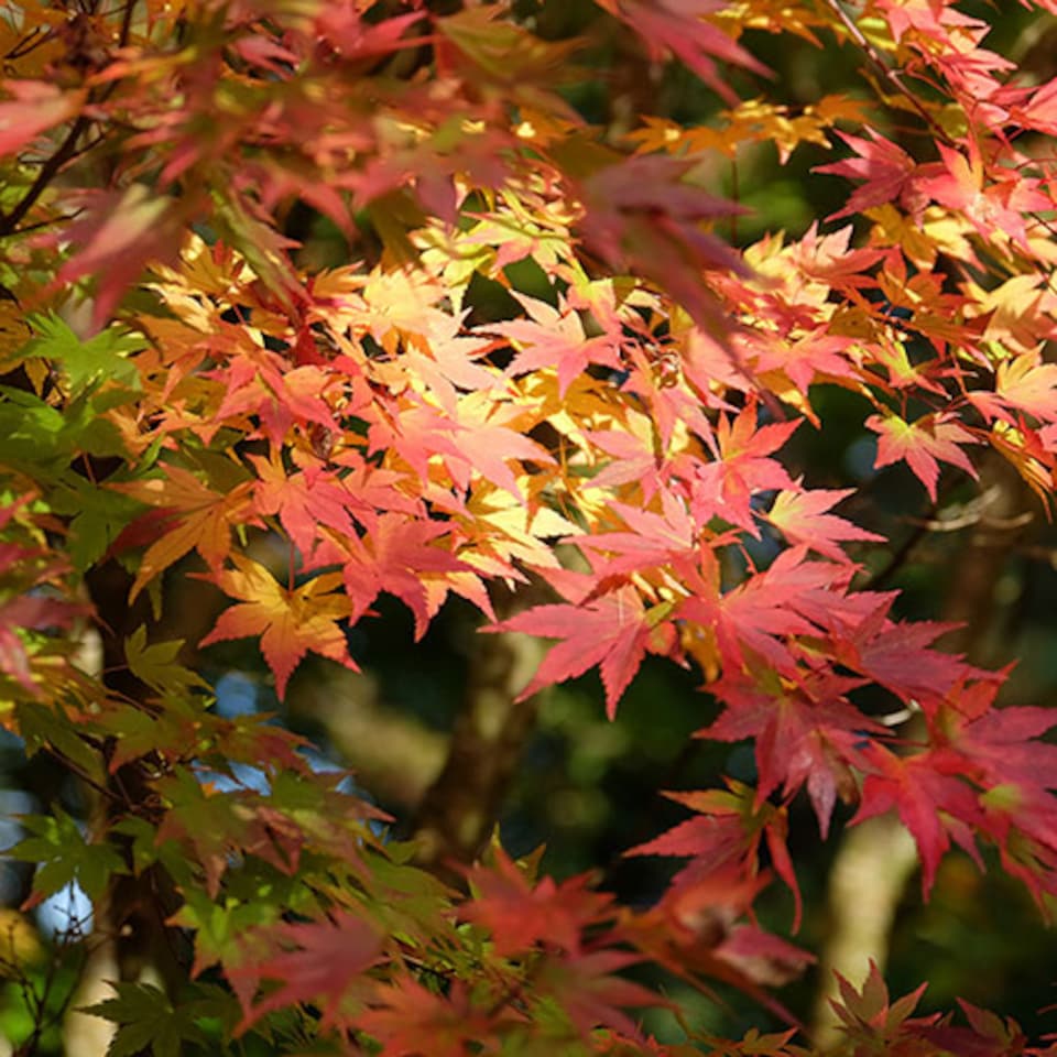 image 1 of Japanese Maple Acer palmatum 'Orange Dream' in a 3L Pot - Outdoor Garden Ready Trees for Oriental Style Gardens