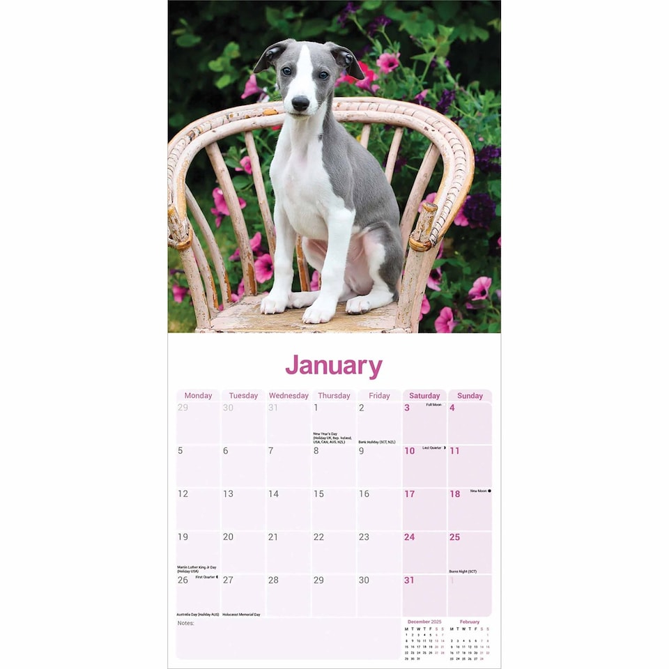 image 1 of Whippet 2026 Calendar | Square Wall Calendar | Dog Breed Gift | Plastic Free Packaging | by Avonside Publishing