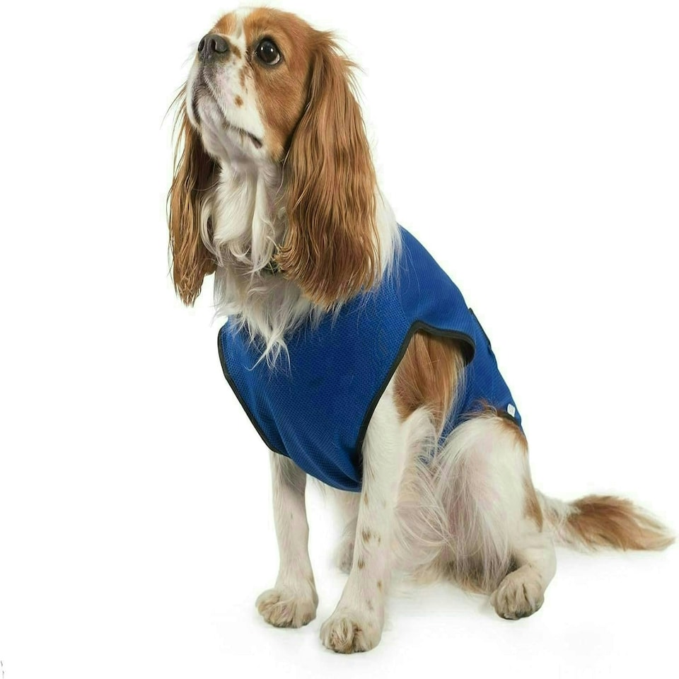 Ancol Pet Cooling Coat Large 50 cm,Blue N/A | One Size