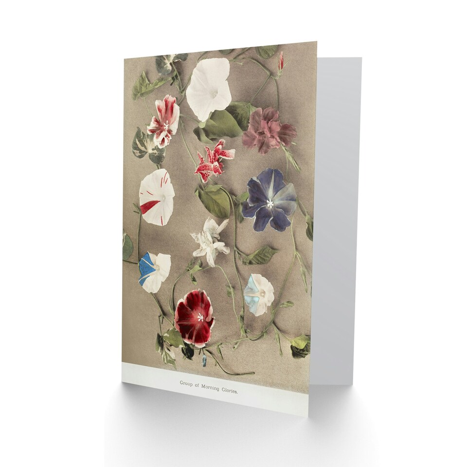 image 1 of Ogawa Kazumasa Japanese Art Card Group Of Morning Glories