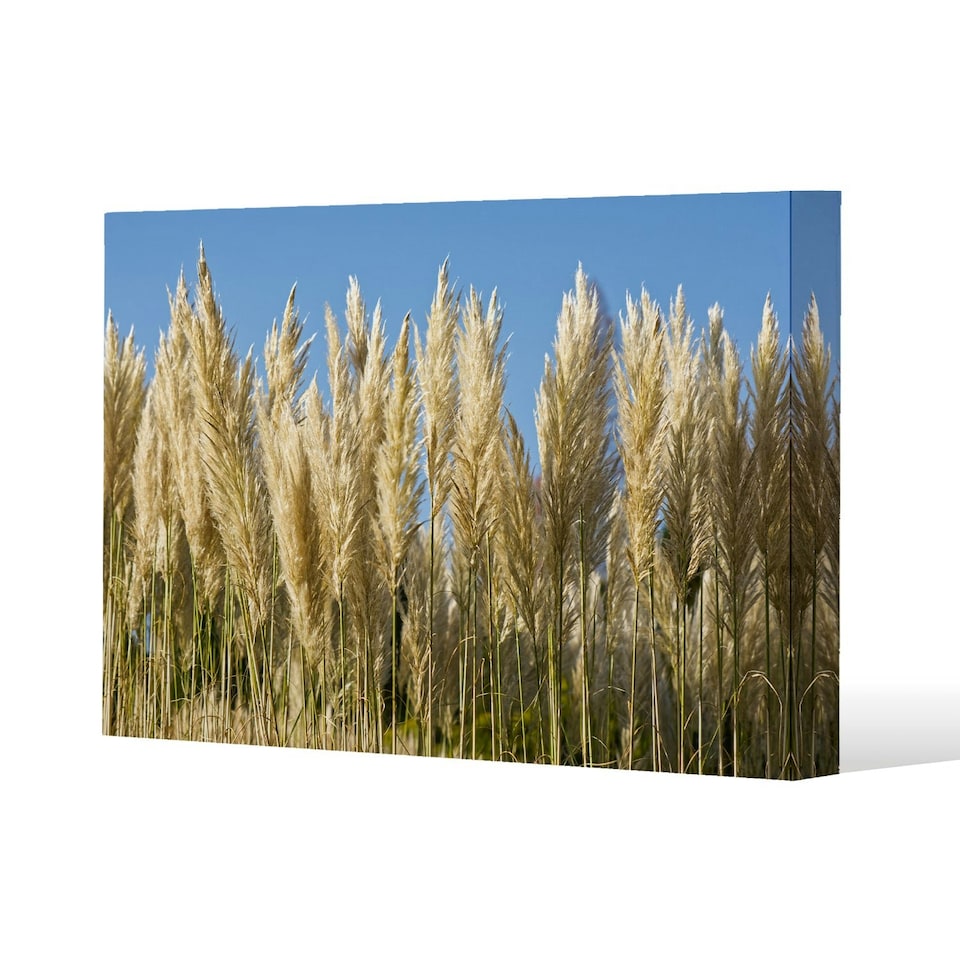 image 1 of Pampus Grass (Canvas Print)