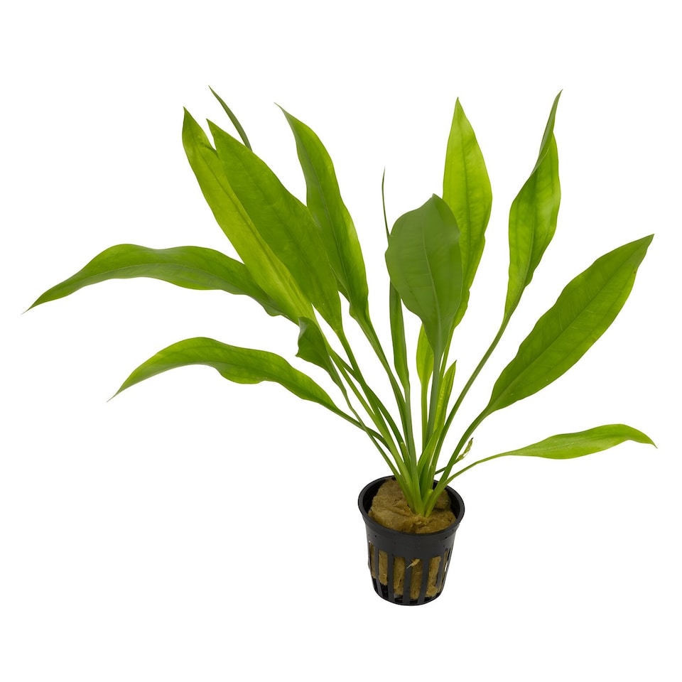 Amazon Sword (Echinodorus parviflorus 'Tropica') - Live Aquarium Plant ...