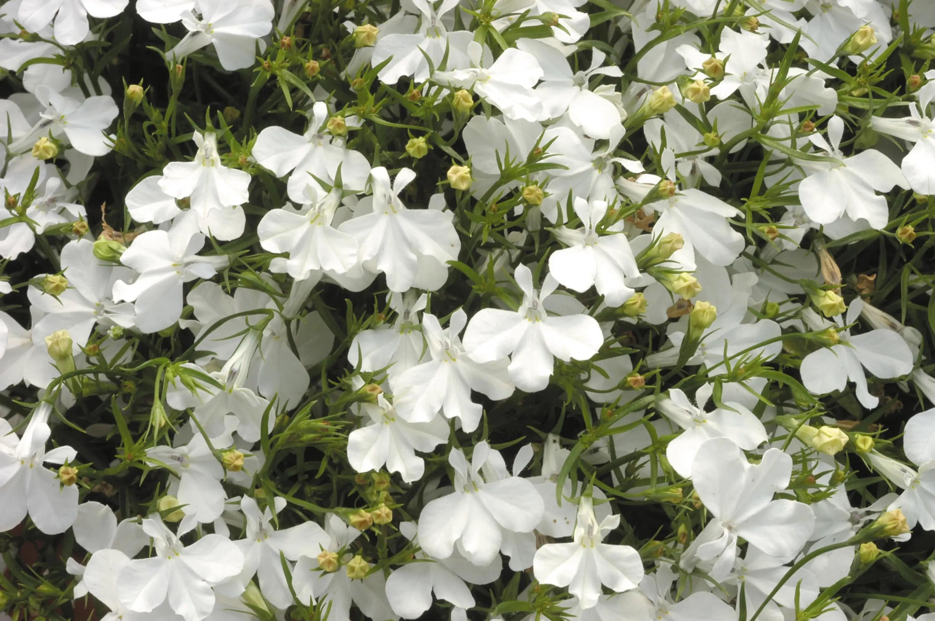Lobelia White 9cm Pots Pack of 3 British Grown Cascading Trailing