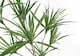 image 2 of 125cm Dragon Tree Dracaena Plant Natural Look Artificial | Green | 4ft