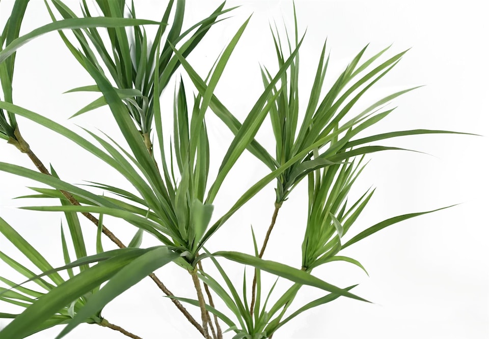image 1 of 125cm Dragon Tree Dracaena Plant Natural Look Artificial | Green | 4ft