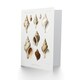 image 2 of Vintage Marine Life Art Card Northen Sea Mollusk Sea Shells