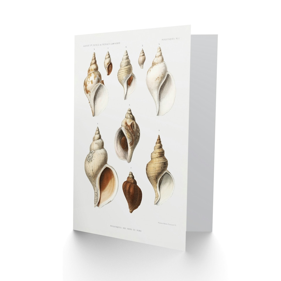 image 1 of Vintage Marine Life Art Card Northen Sea Mollusk Sea Shells