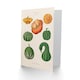 image 2 of Ernst Benary Art Card Ornamental Gourds Vintage Botanical