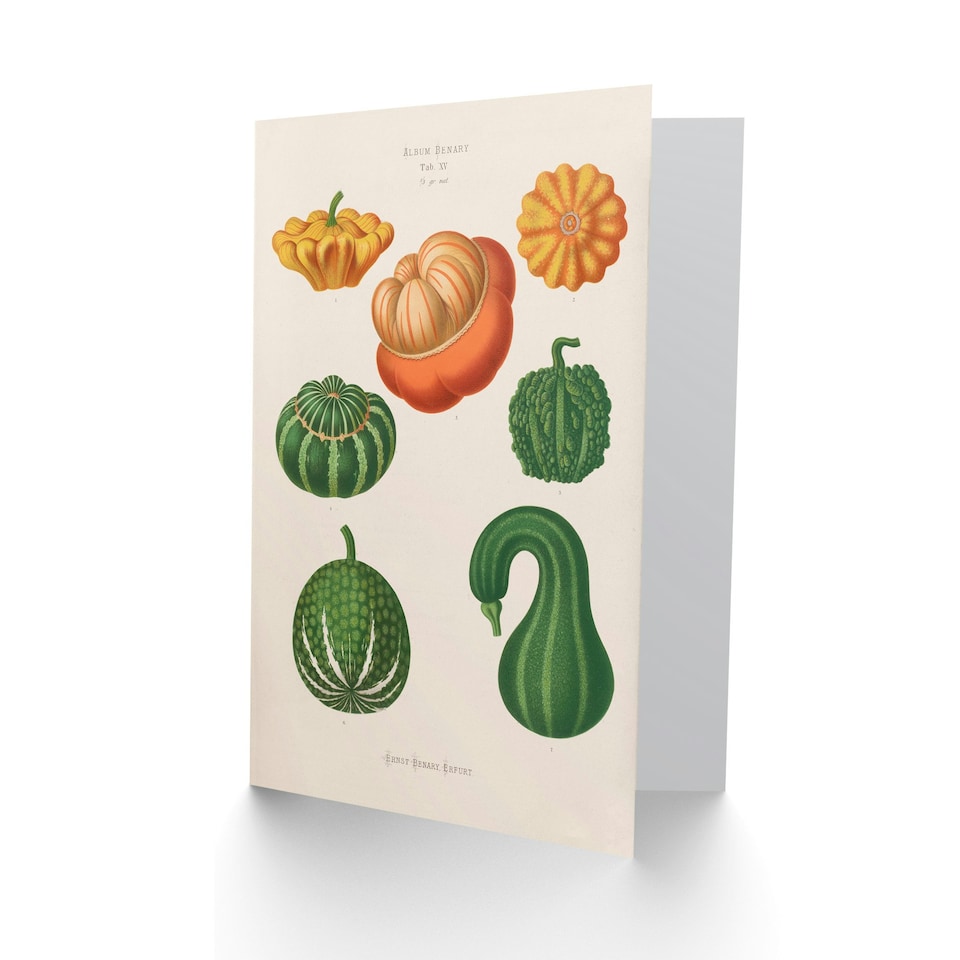 image 1 of Ernst Benary Art Card Ornamental Gourds Vintage Botanical