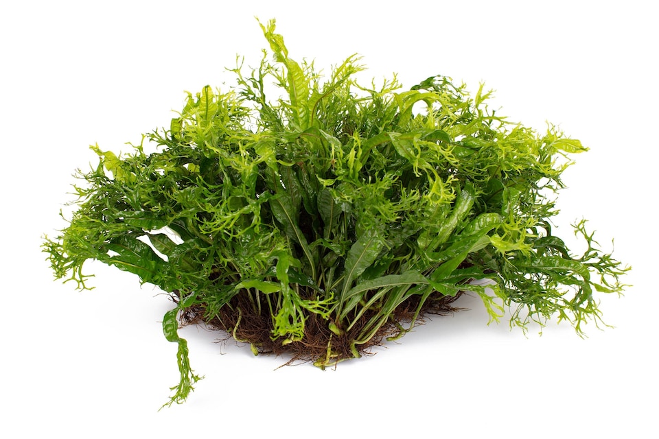 image 1 of Windelov Java Fern (Microsorum pteropus 'Windelov') - Live Aquarium Plant for Midground Planting - Fish Tank Plant