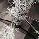 image 4 of 8ft (2.4m) Plain Grey Colorado Spruce Wrapped Christmas Tree 1097 Tips