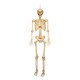 image 1 of 5ft (150cm) Posable Full Body Halloween LED Skeleton Decoration with Movable Joints and LED Eyes