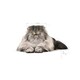 image 3 of Royal Canin Cat Persian Adult 10KG