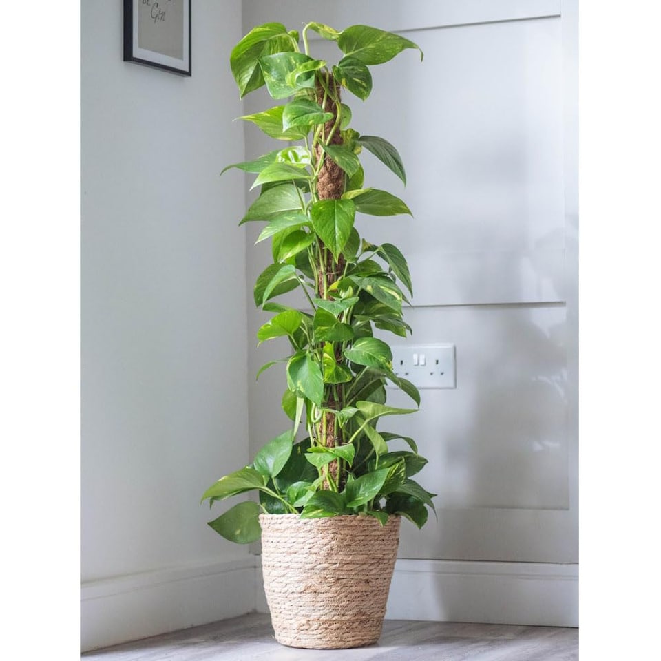 Houseplant Epipremnum (Devil's Ivy) Scindapsus Aureum 12cm Pot x 1
