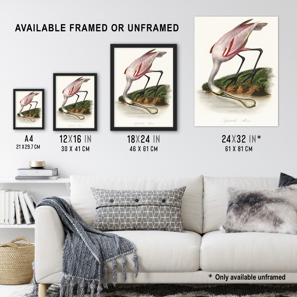 image 1 of Roseate Spoonbill Couaihac Vintage Framed Wall Art Print 12X16"