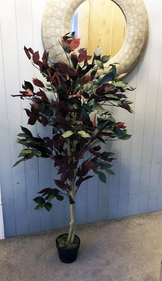 image 1 of 120cm (4ft) Artificial Dark Red Green Ficus Plant - Extra Large | Red | 4ft
