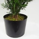image 2 of Cypress Topiary Tree Artificial 90cm Plant | Green | One Size