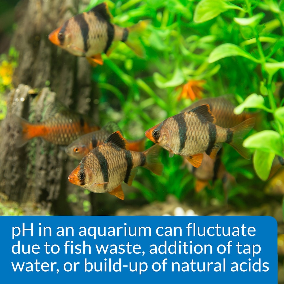image 1 of API pH Test & Adjuster Kit Tests & Balances Aquarium pH Levels Quickly Water Treatment & Test Kit