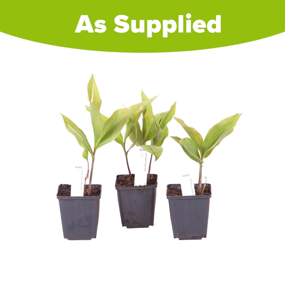 image 1 of YouGarden Lily of the Valley Perennial Plants, Set of Three Established Plants in 9cm Pots, Favourite Plant of Queen Elizabeth